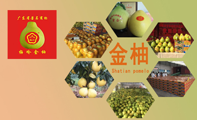 梅嶺金柚